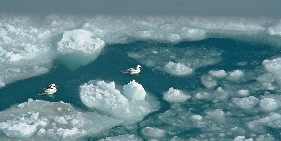 Аңыз бен ақиқат: Қашаған Каспий теңізіне қалай әсер етеді.