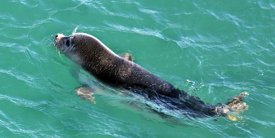Кашағанның түбін тереңдету неге қажет және ол каспий үшін қауіпті емес пе?