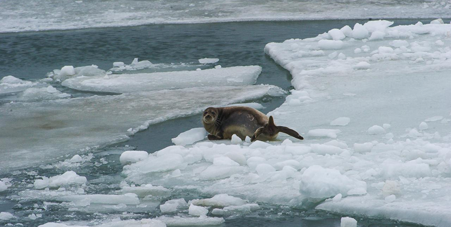 Кашағанның түбін тереңдету неге қажет және ол каспий үшін қауіпті емес пе?