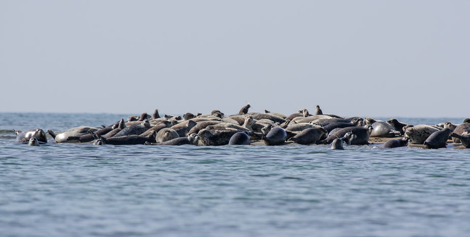Кашағанның түбін тереңдету неге қажет және ол каспий үшін қауіпті емес пе?