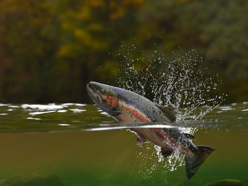 Ущерб двух осетровых заводов в результате отравления рыбы в реке Урал превысил 1,6 млрд тенге