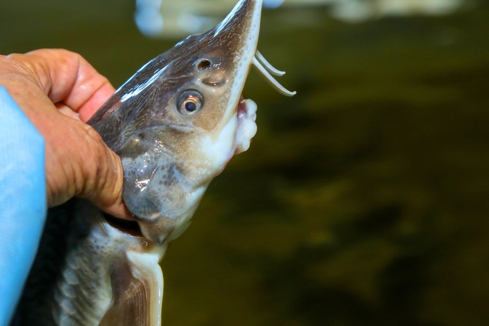 В Мангистауской области планируют создать производство по переработке рыбы