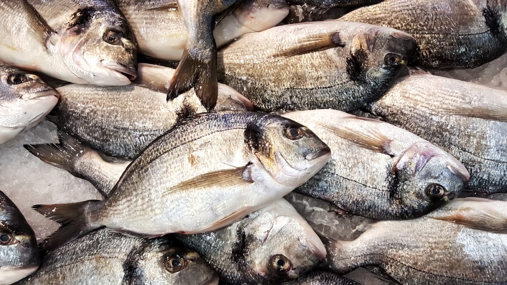 Установлены подозреваемые в массовой гибели рыбы на реке Урал