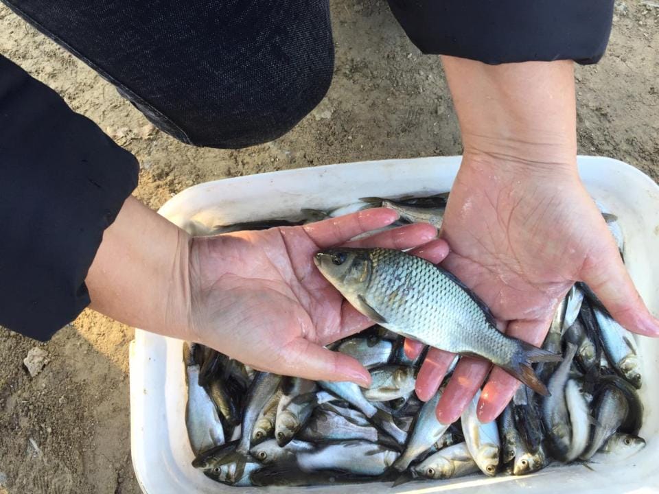 Восточный Казахстан нуждается в поддержке и развитии рыбного хозяйства