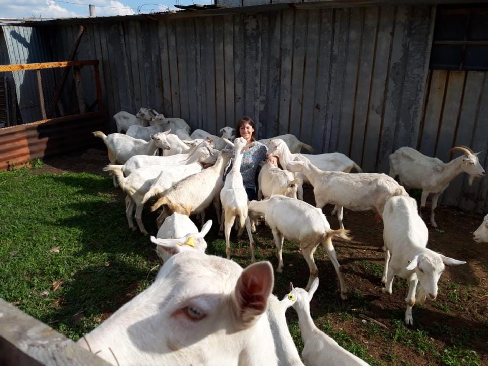 Как заработать в Казахстане на голландских козах