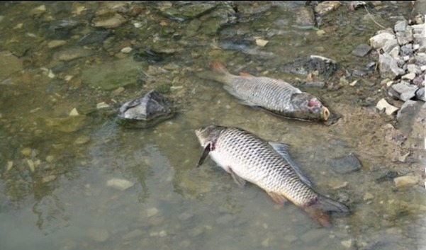 Массовая гибель рыбы произошла в Кенгирском водохранилище в Жезказгане