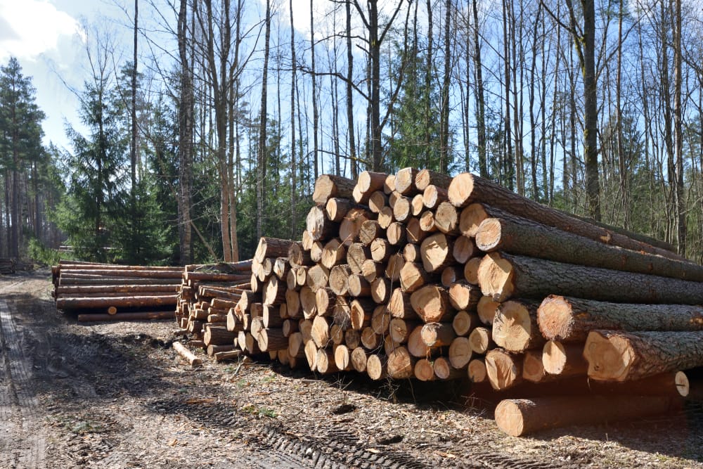 Китайским инвесторам закрыли доступ к лесам Восточного Казахстана