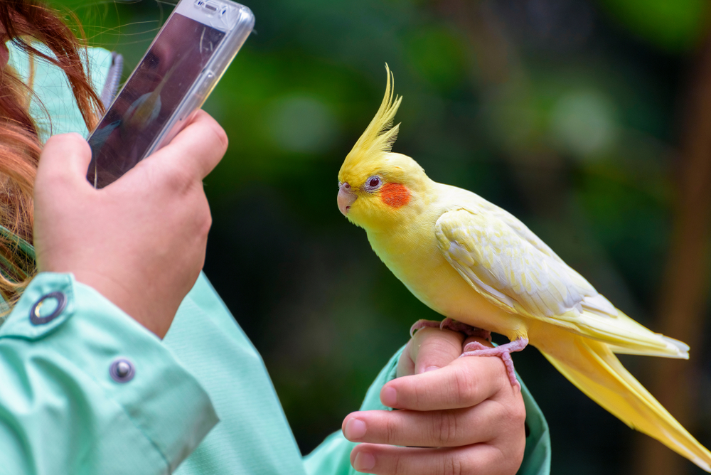 Лучшие приложения для мгновенной идентификации птиц и зверей