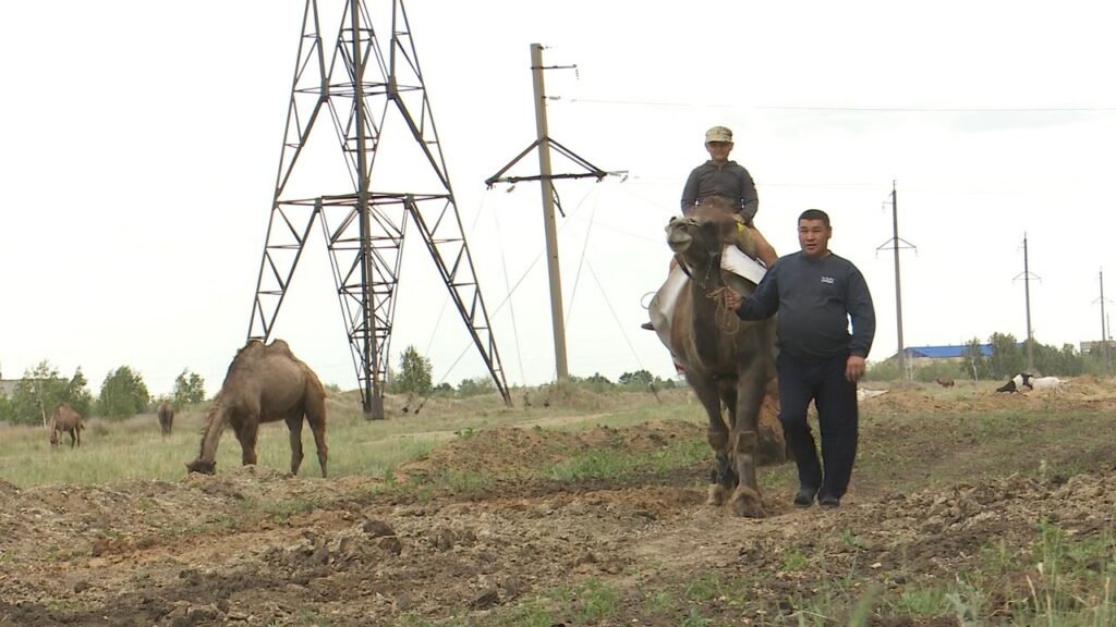 Как заработать на верблюдах в Северном Казахстане