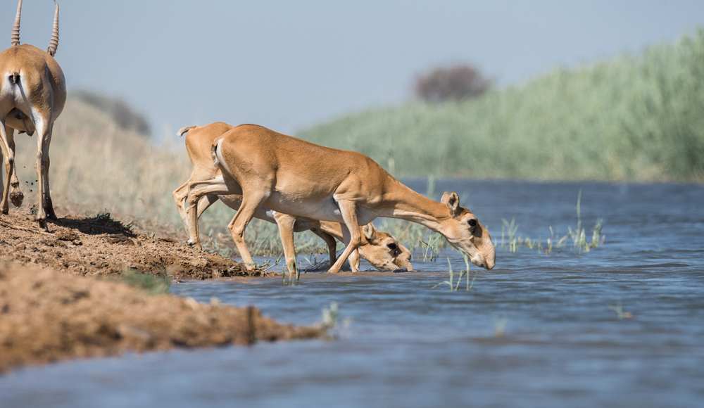 Браконьеры убили инспектора в Акмолинской области