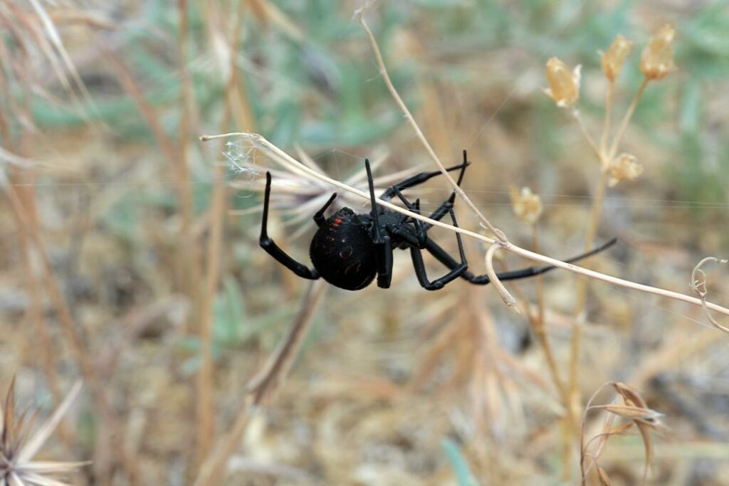 Жителей Шымкента кусают каракурты