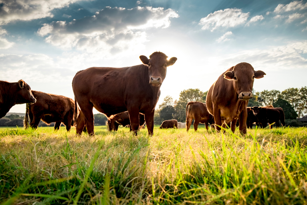 Казахстан резко увеличил ввоз импортного скота