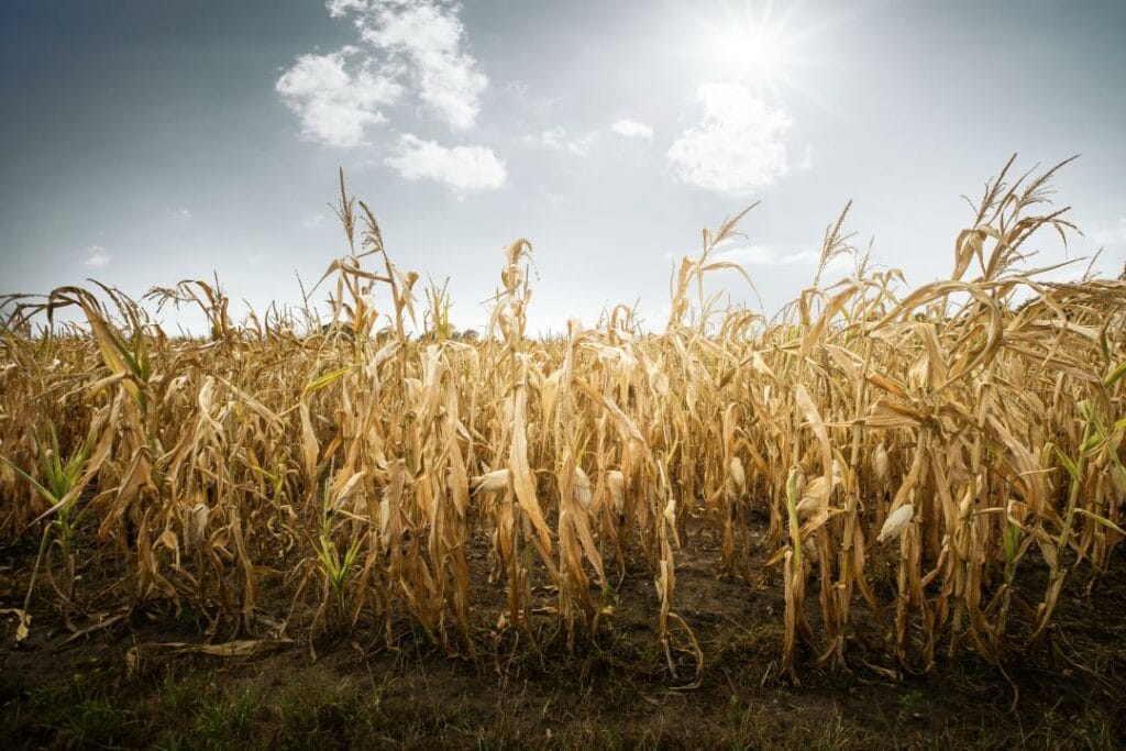Из-за сильной жары в Казахстане может пострадать урожай зерновых