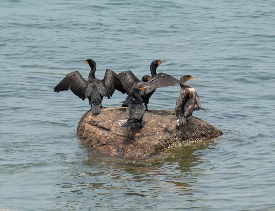 Фото: Shutterstock