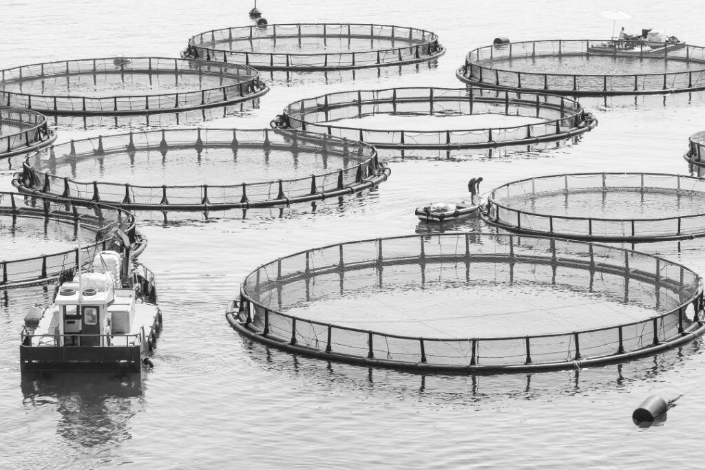 Как рыбопитомник в Карагандинской области вырвался из нищеты