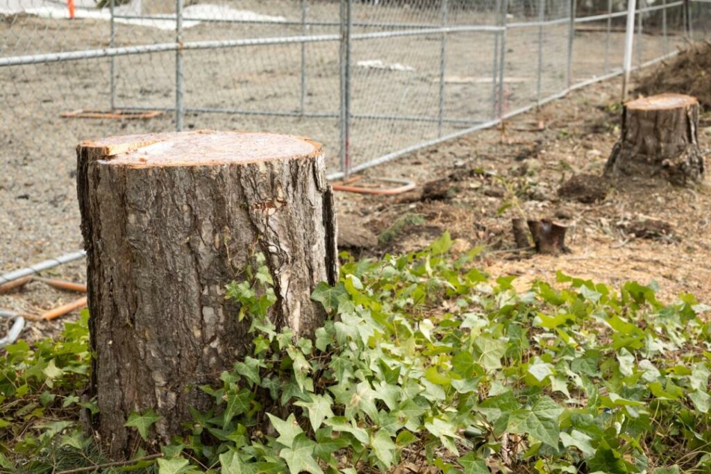 Фото: Shutterstock.com