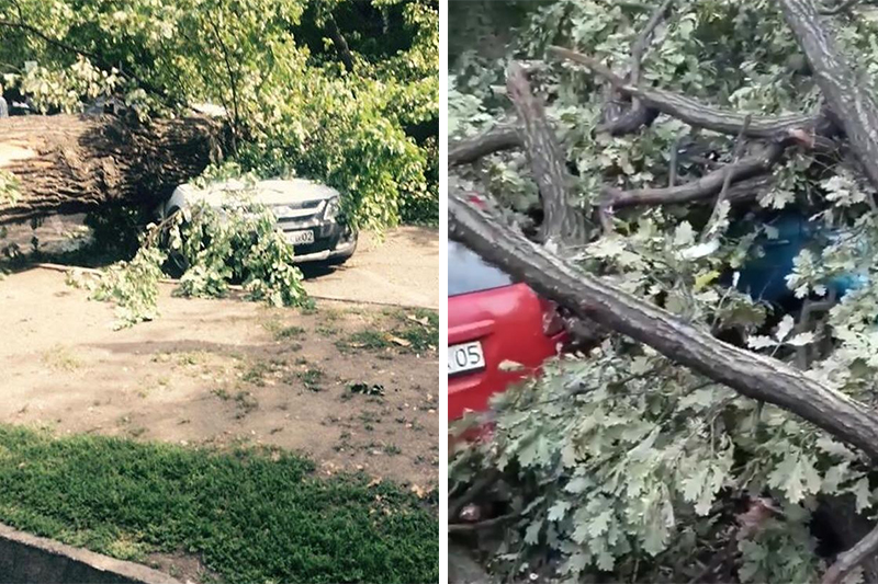 Дерево в Алматы раздавило четыре машины