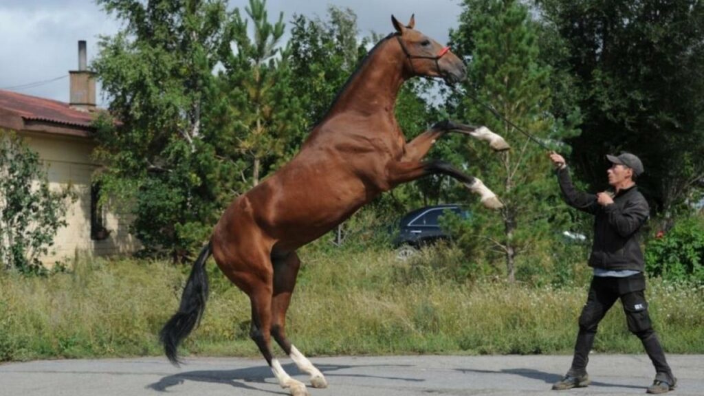 Фото с сайта конезавода «Карат»