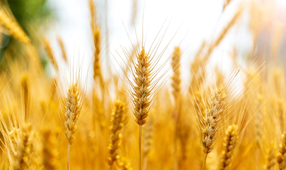 Фото: Shutterstock.com