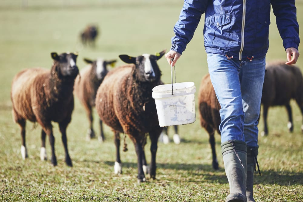 Казахстан хочет продавать узбекским фермерам корм