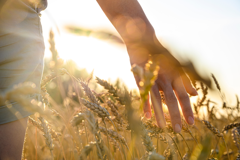 Совет фермеров Узбекистана призвал либерализовать цены на зерно
