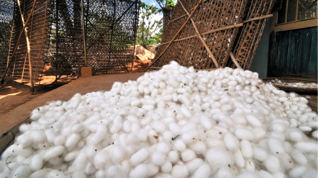 Власти Узбекистана намерены увеличить производство шелкопряда