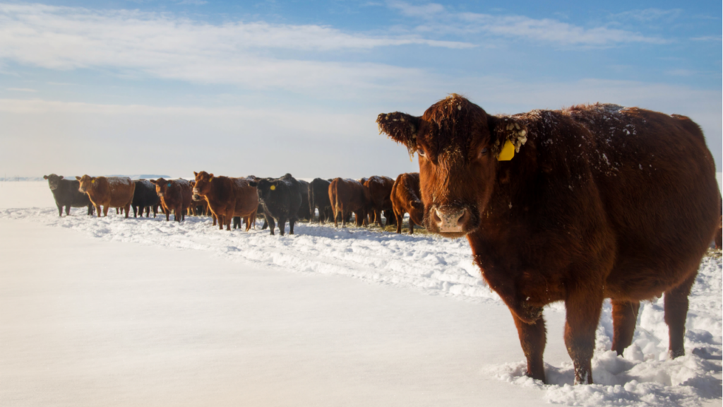 Кому помешал экспорт живого скота из Казахстана