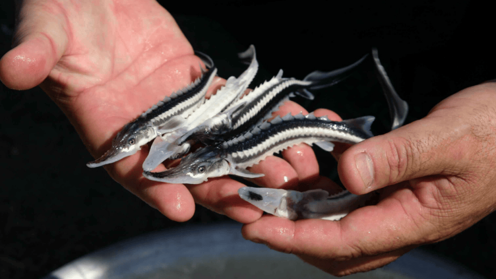 Как в Атырау восстанавливают потерю осетровых после экологической катастрофы