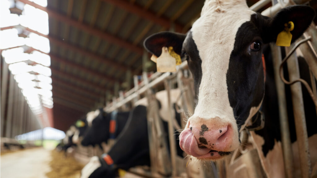 Узбекистанские животноводы получат субсидии от государства