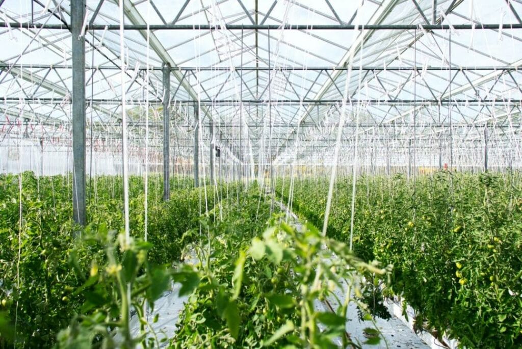Developing a Greenhouse Business Has Become Easier in Kazakhstan