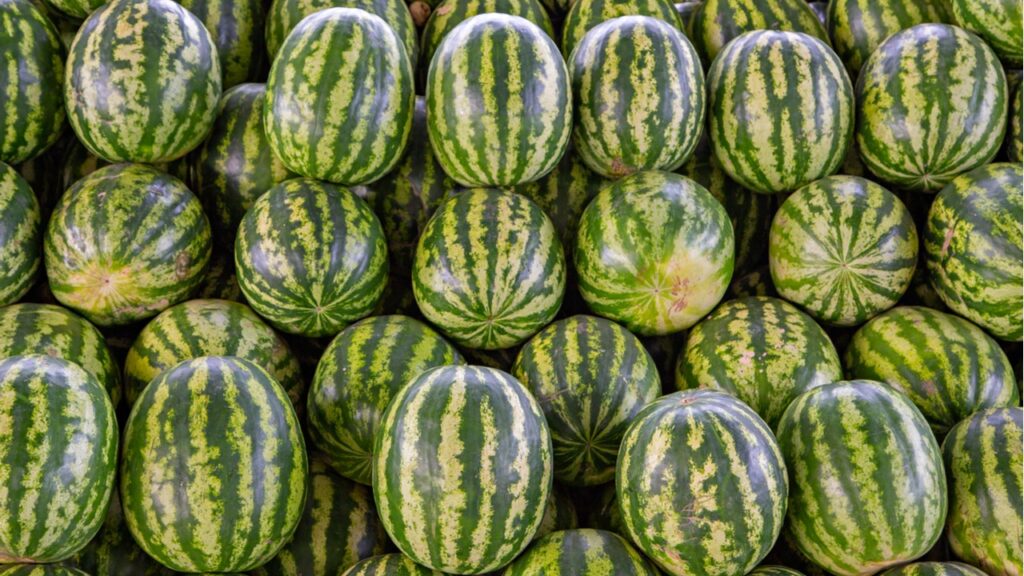 В Узбекистане на экспорт планируют отправить 100 тысяч тонн арбузов