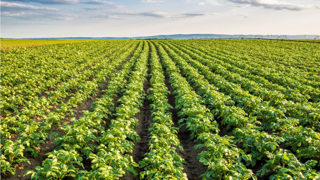 В Узбекистане планируют создать картофелеводческие кластеры