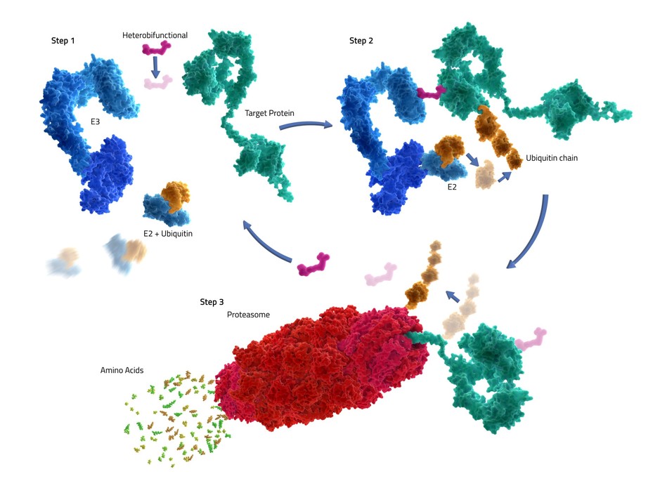Фото: Kymera Therapeutics