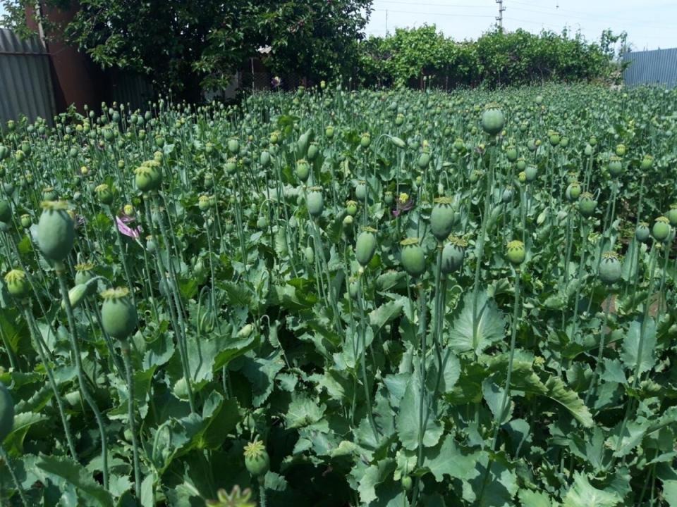 80 жастағы шал ауласына 62 келі есірткі көкнәрін өсірген