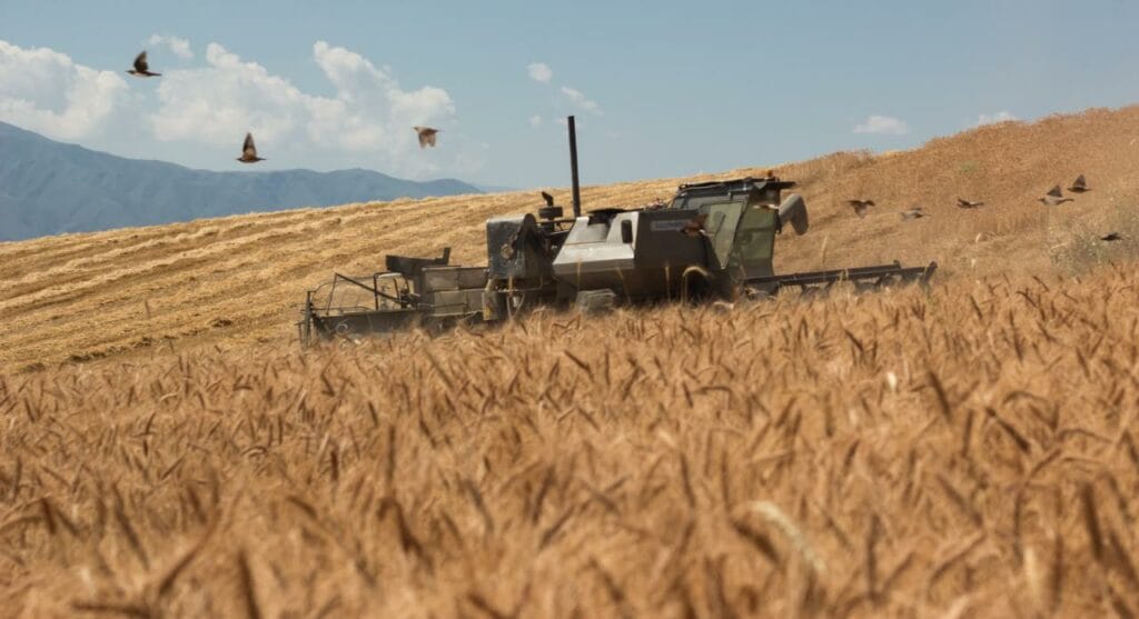Сколько зерна планирует собрать Казахстан и кому будет его продавать