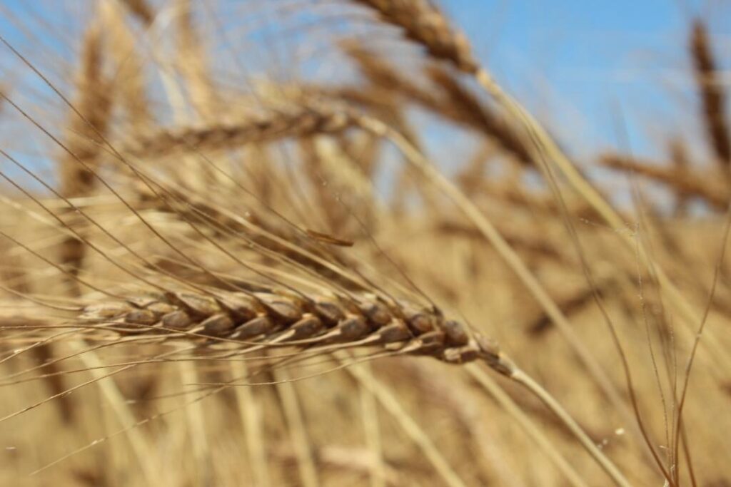 Казахстан ограничит экспорт зерна и муки