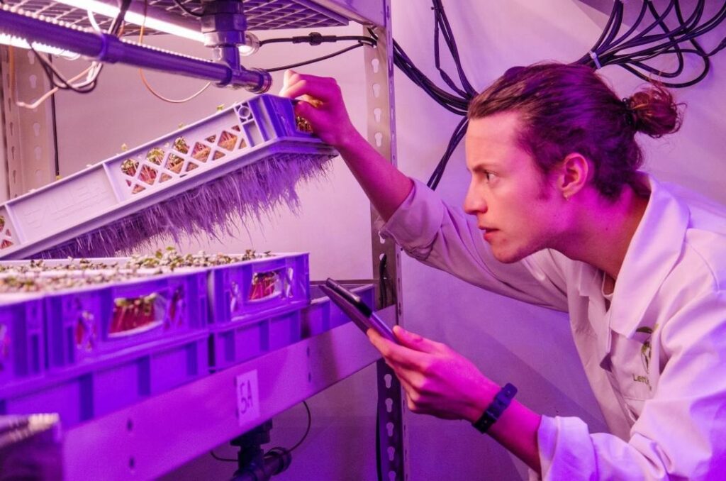 Что такое гидропоника и почему это технология будущего