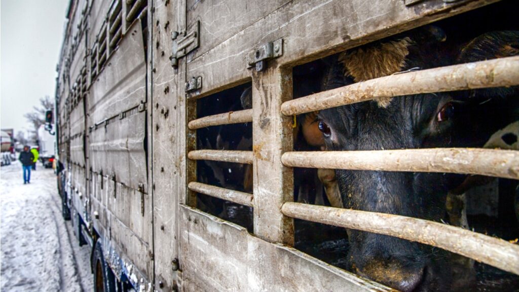 Бывший вице-глава МСХ прокомментировал запрет на вывоз живого скота