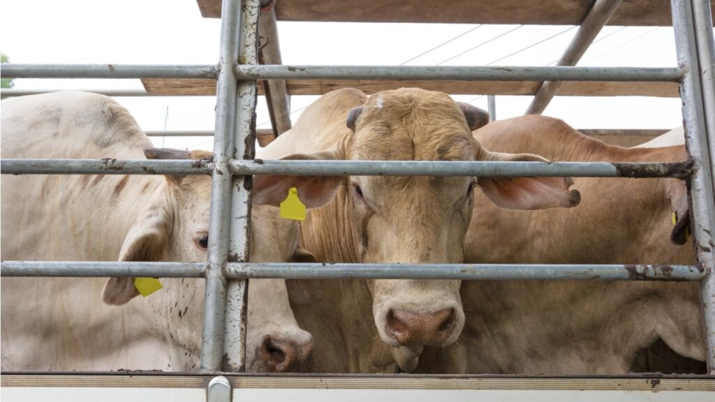 Фото: Shutterstock