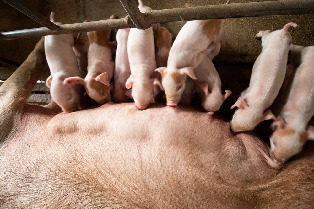 На юге Казахстана свиноводство становится нерентабельным бизнесом