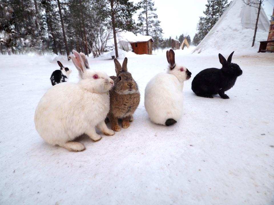 Казахстанцы стали больше есть кроликов