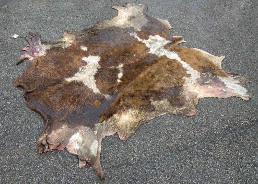 Почему запретительные меры не подняли спрос на отечественную кожу