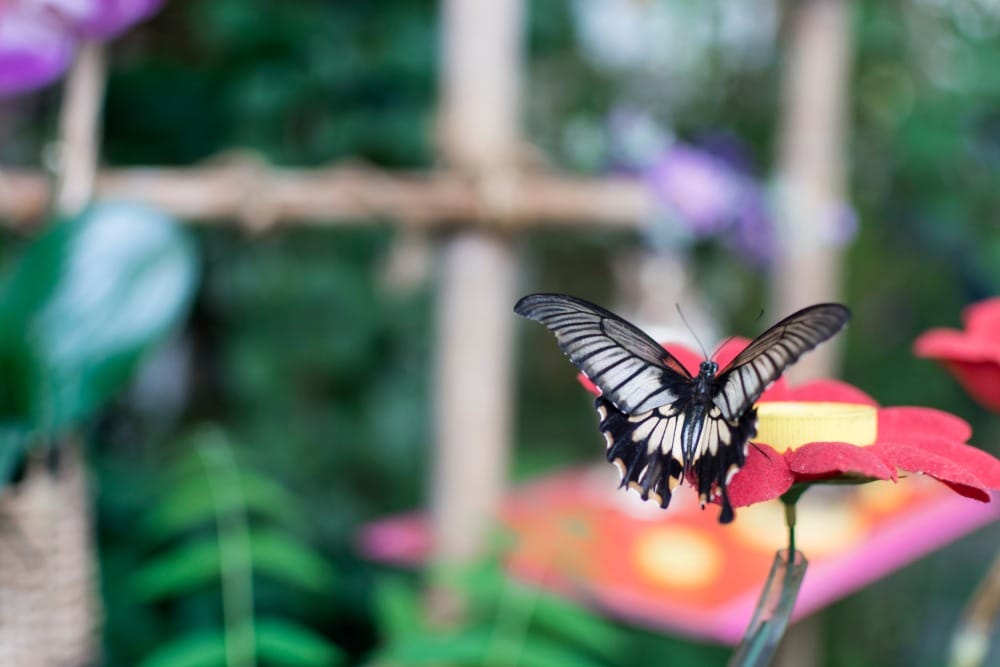 Как заработать на бабочках в Шымкенте