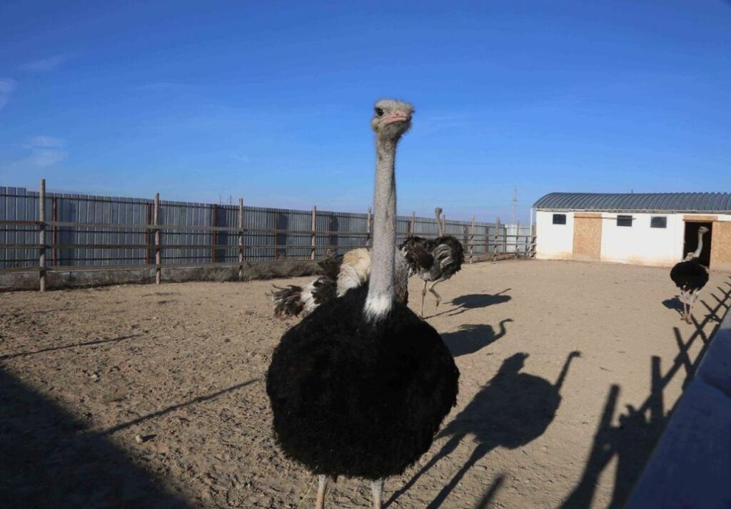 Страусиная история