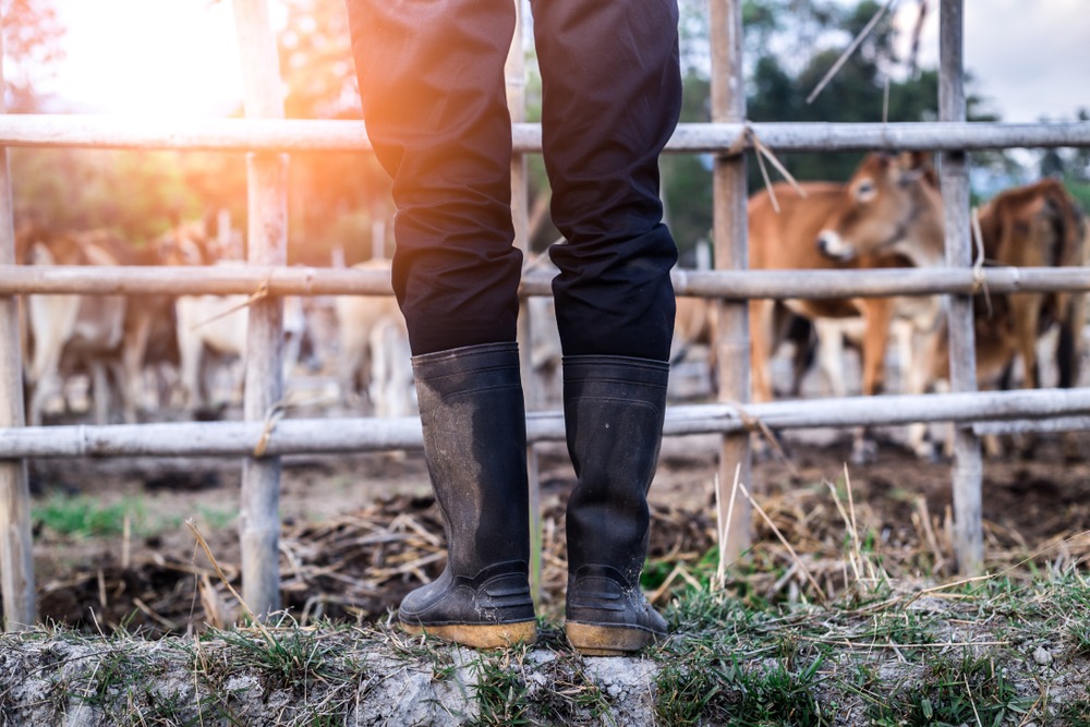 Животноводам отказали в выплате 36 млрд тенге субсидий