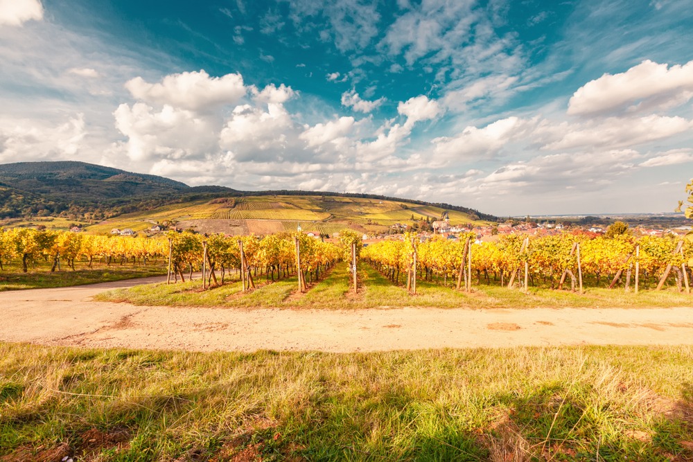 В Бухарской области появится узбекско-французская винодельня