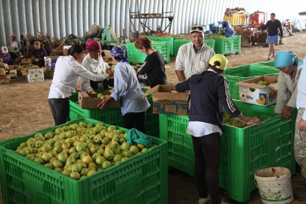 Казахстанские садоводы идут на Запад за яблочной экспертизой