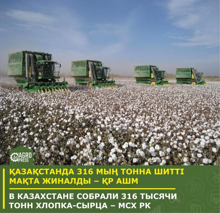 Елімізде 316 мың тонна мақта жиналды