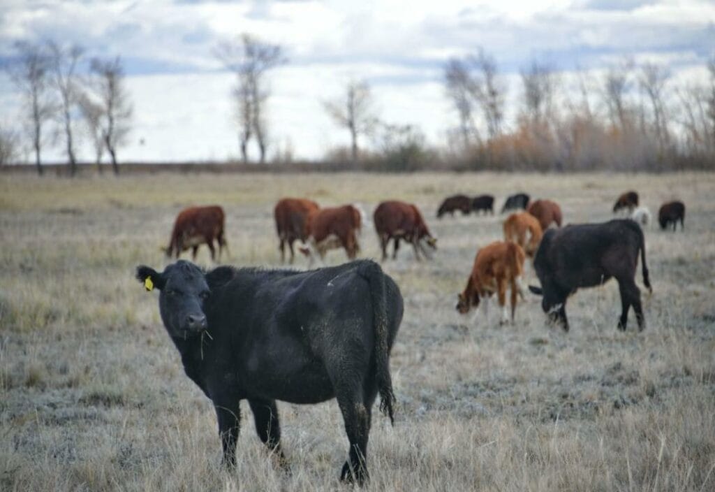 Павлодар облысына Ирландиядан ірі қара жеткізілді