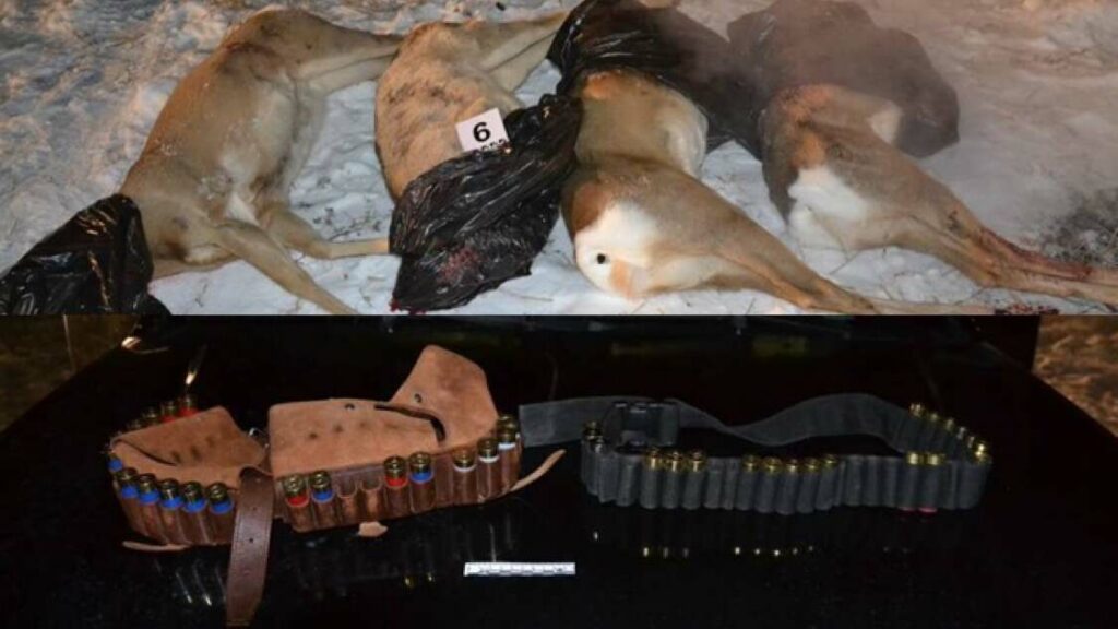 Заңсыз елік атқандар ұсталды